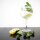 12 Olympia Bar Collection Kristall Gin Gläser 64,5cl - Gläserspülmaschinenfest